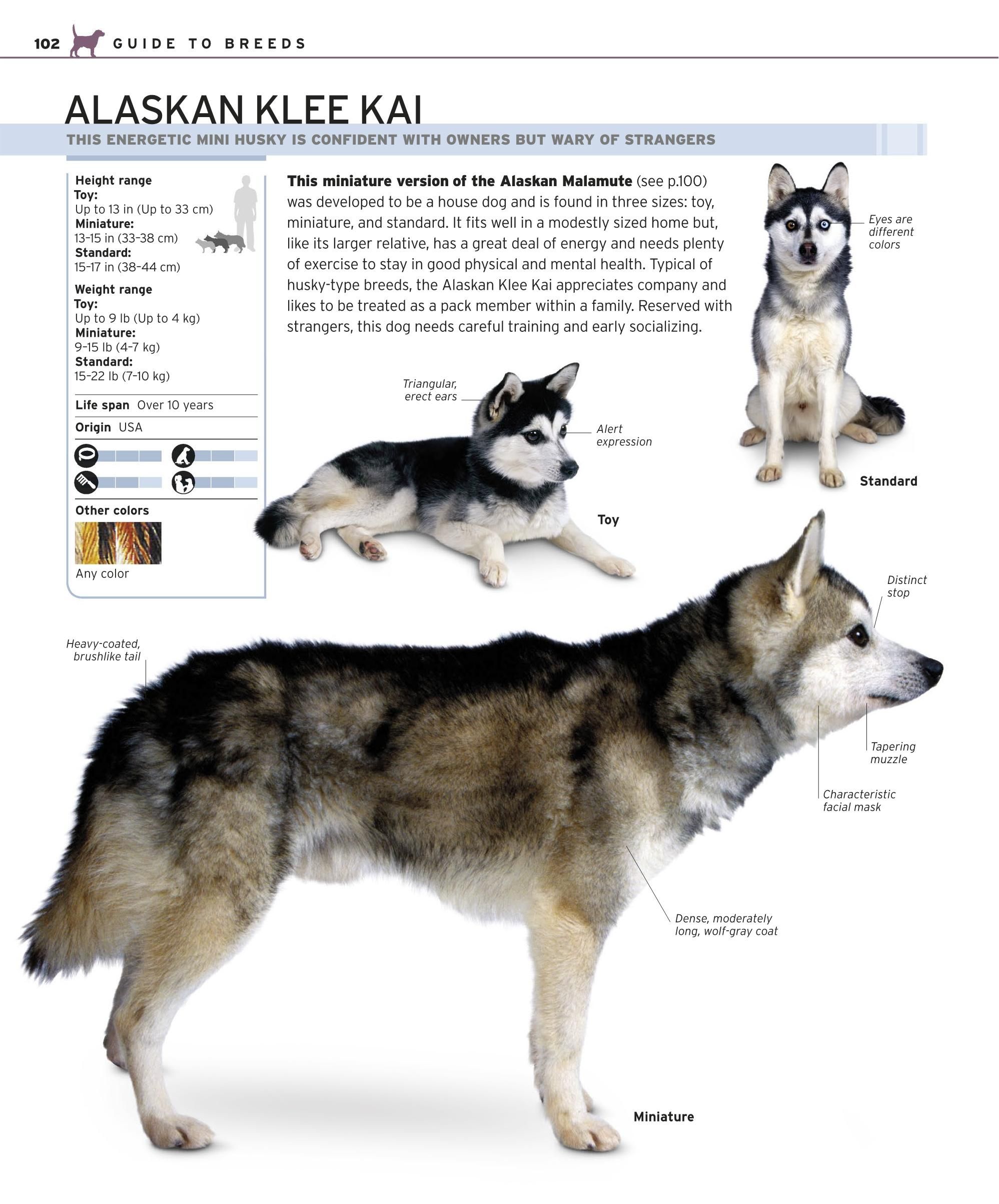 Alaskan Klee Kai 101 2025