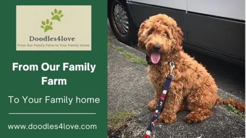 Mini Bernadoodle Puppies For Sale In Idaho