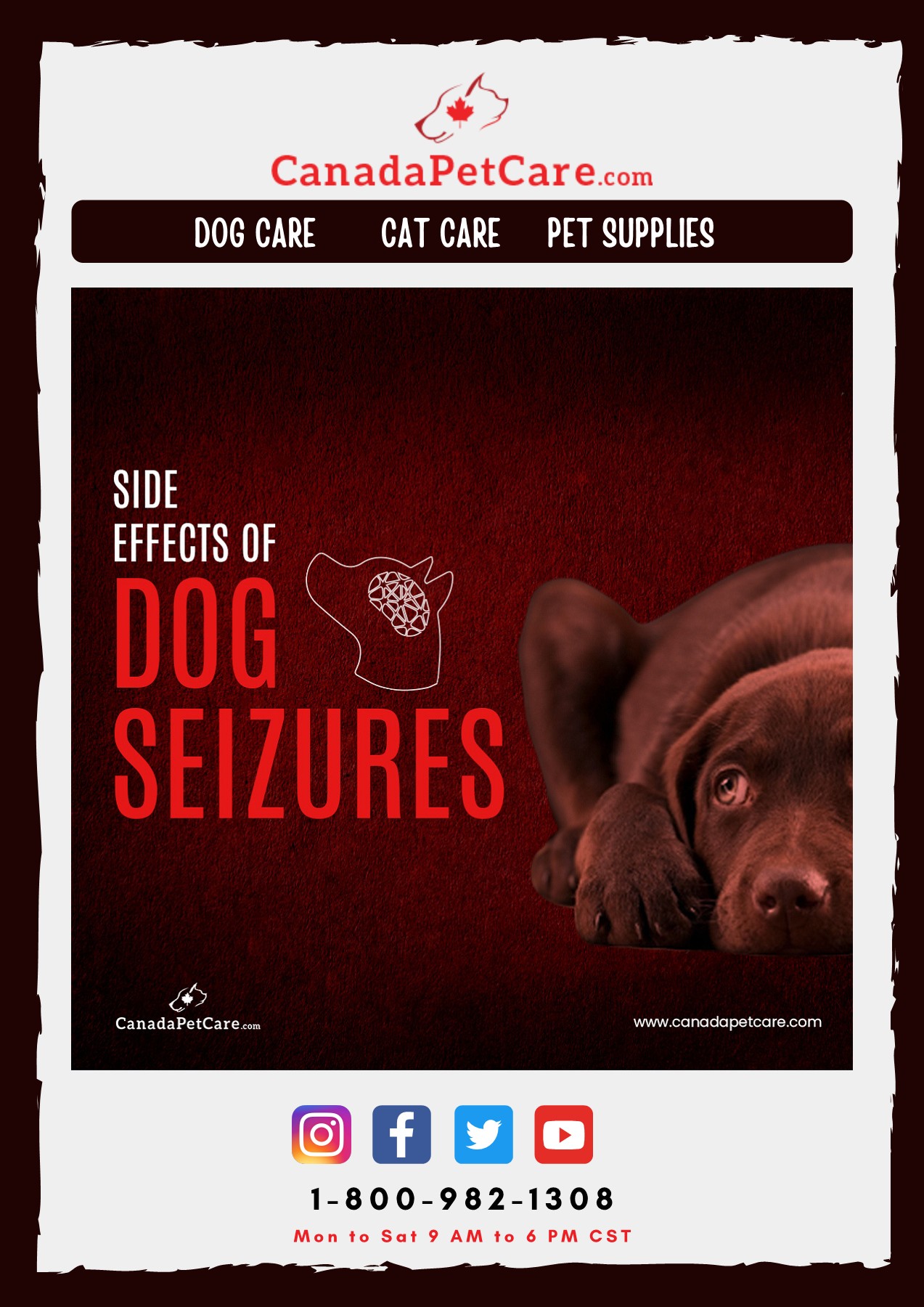 Side Effects of Dog Seizures CanadaPetCare