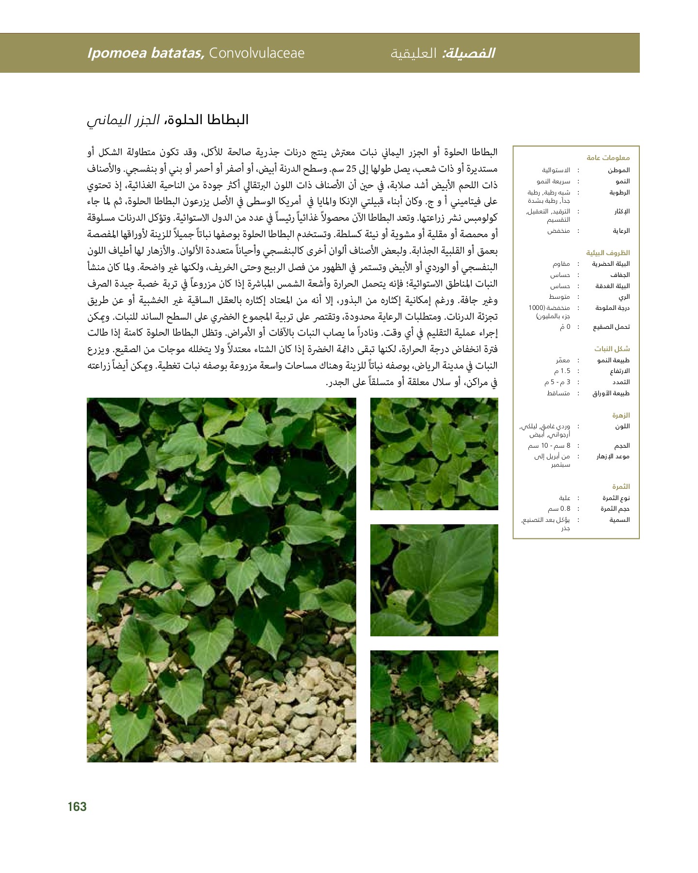 RiyadhPlantsManualAr Ci Oy الصفحة 164 PDF على الإنترنت