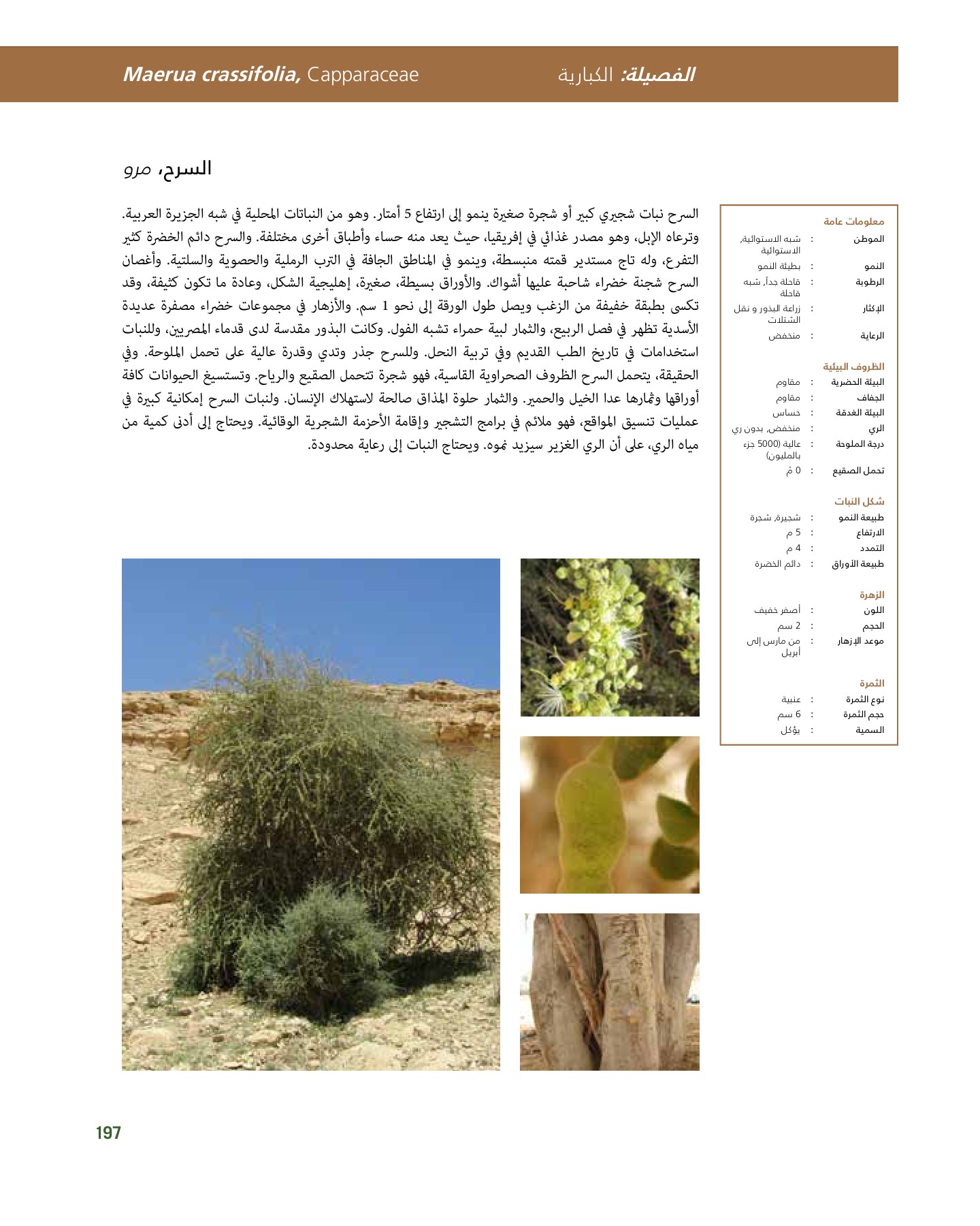 RiyadhPlantsManualAr Ci Oy الصفحة 198 PDF على الإنترنت