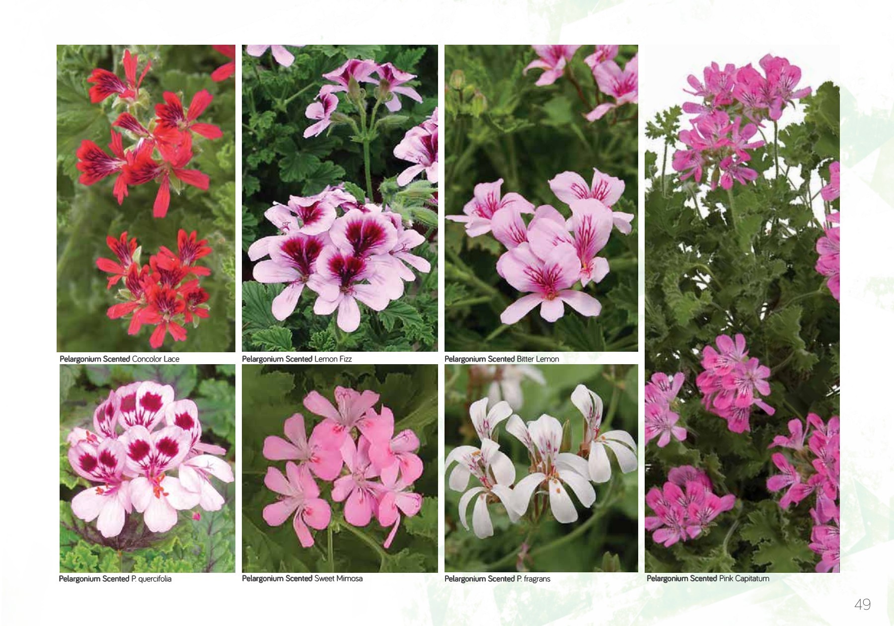 Jaldety catalog 20172018 yaaraender Page 51 Flip PDF Online