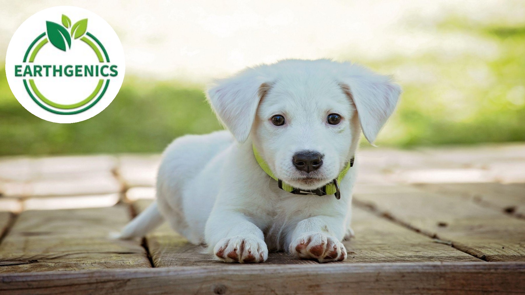 Digestive Enzymes And Probiotics For Dogs Earthgenics Page 1 7