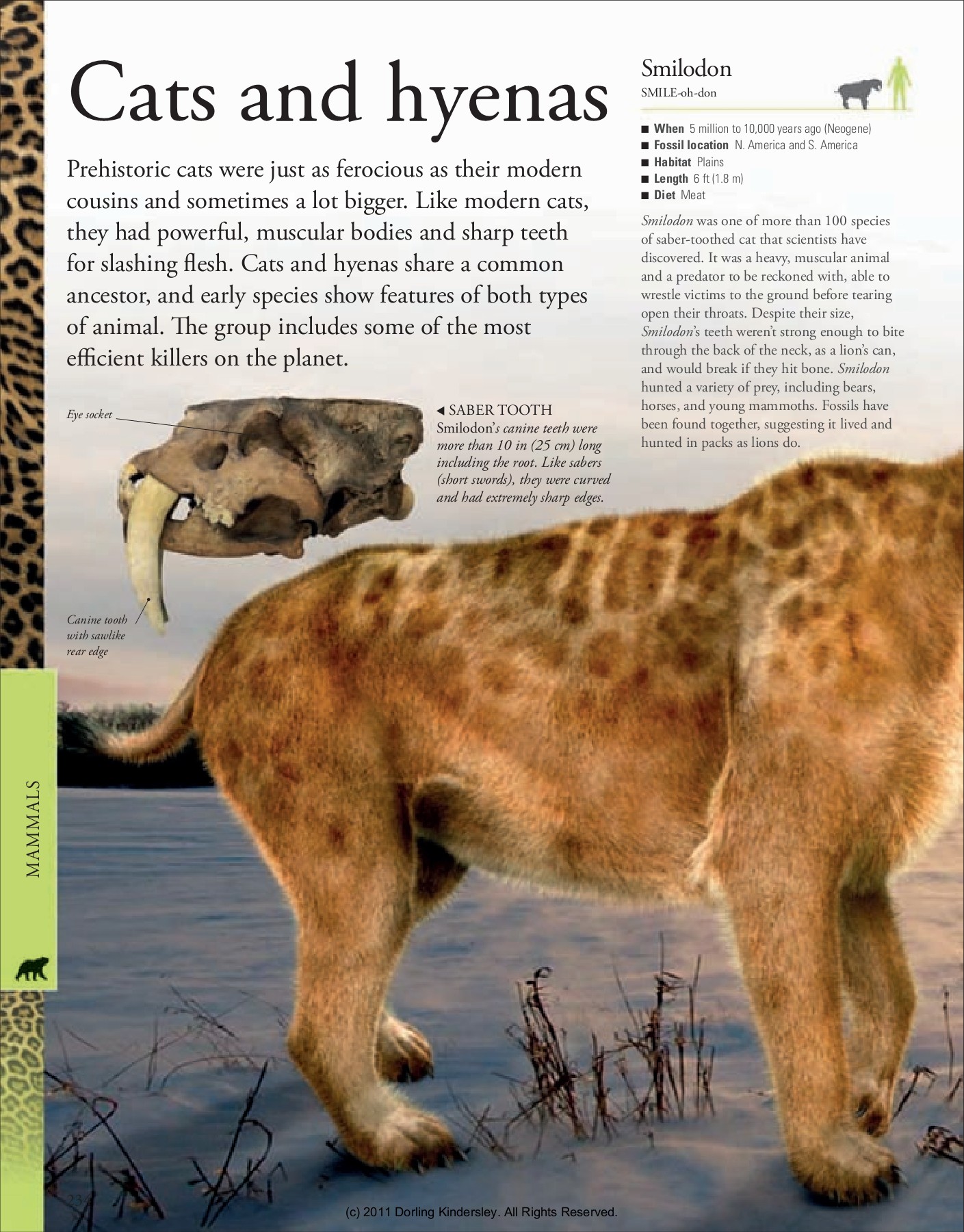 Dinosaurs A Visual Encyclopedia_clone - THE MANTHAN SCHOOL - Page 233 |  Flip PDF Online | PubHTML5, image size:1409x1800