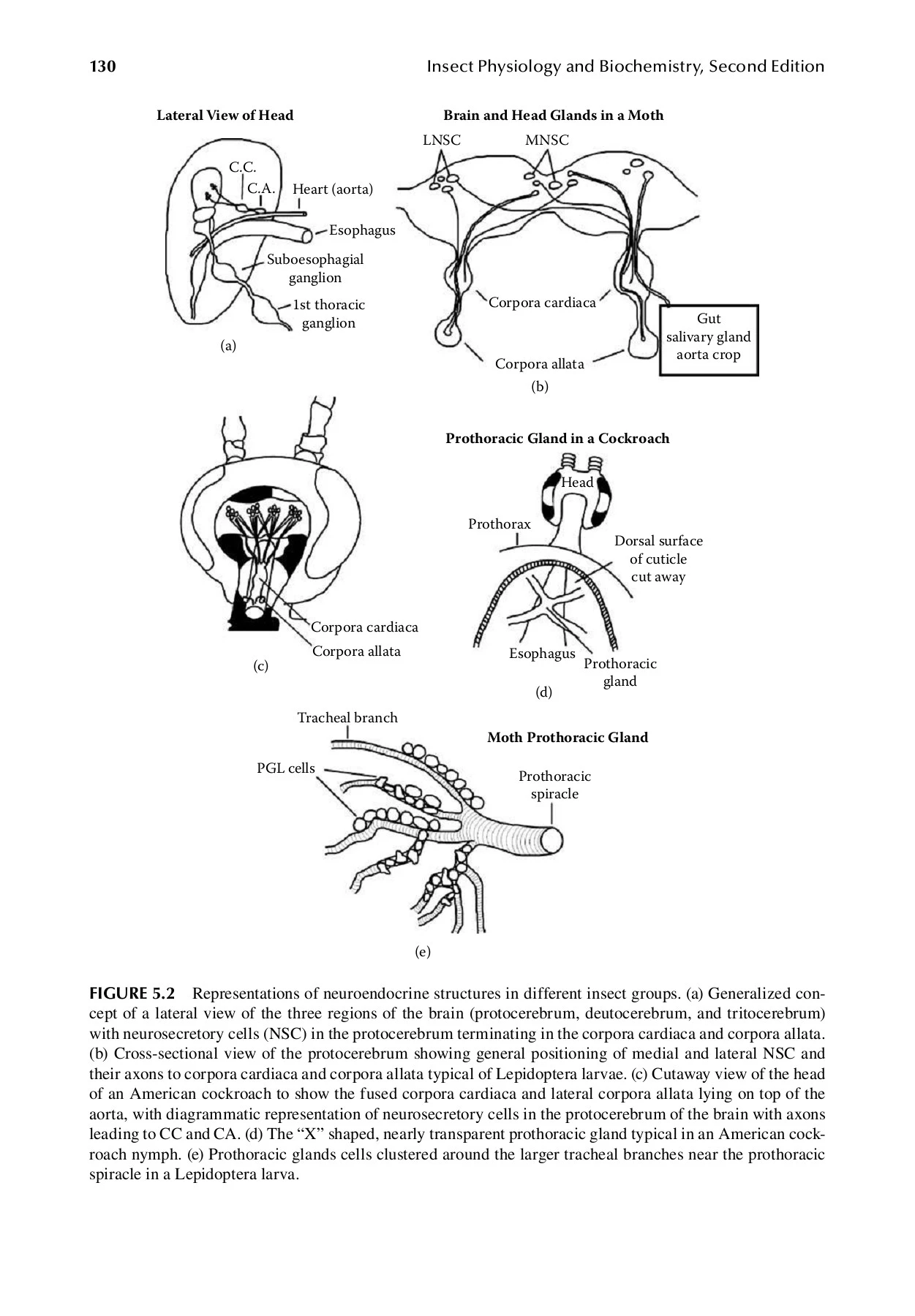 Insect Physiology and Biochemistry, Second Edition - THE MANTHAN SCHOOL ...