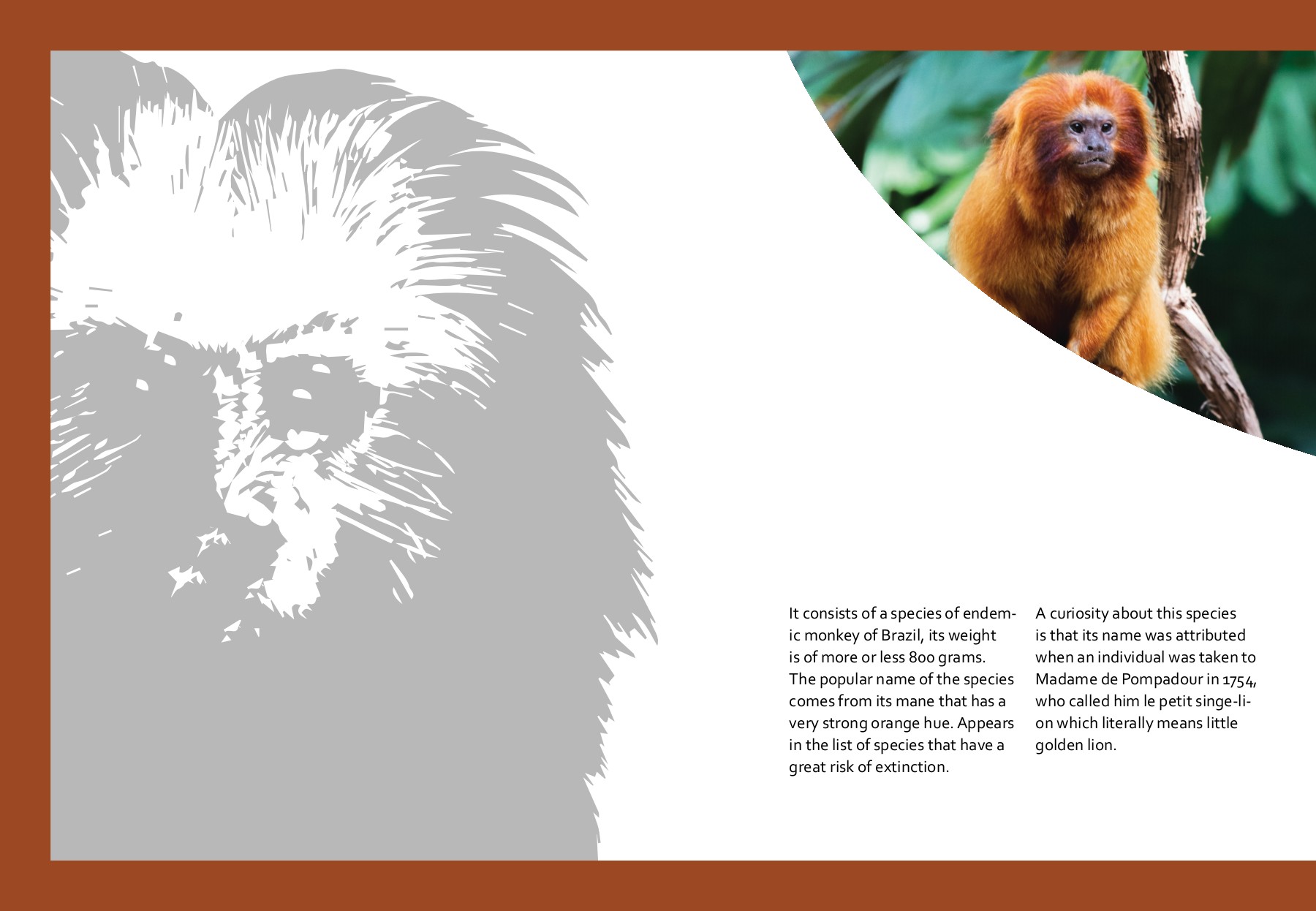 Coffee table book Amazon Wildlife Gauri Deshmukh Page 12 Flip