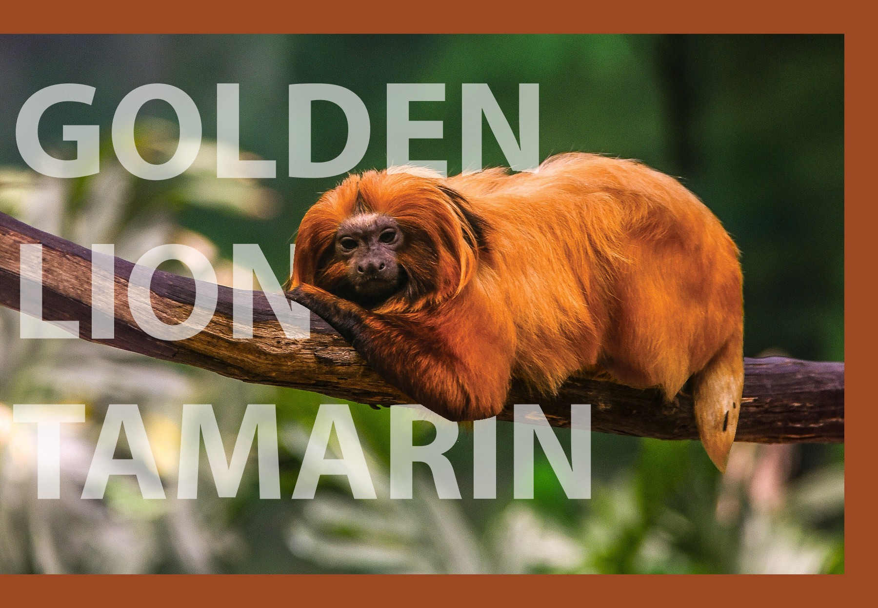 Coffee table book Amazon Wildlife Gauri Deshmukh Page 13 Flip