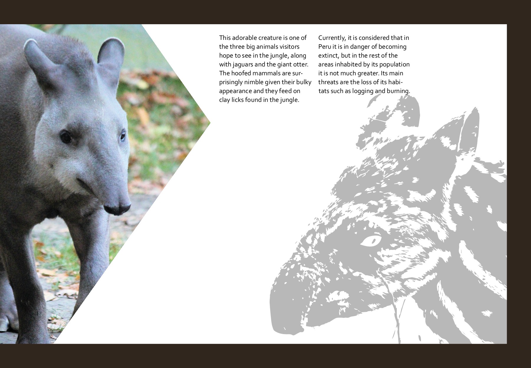 Coffee table book Amazon Wildlife Gauri Deshmukh Page 15 Flip