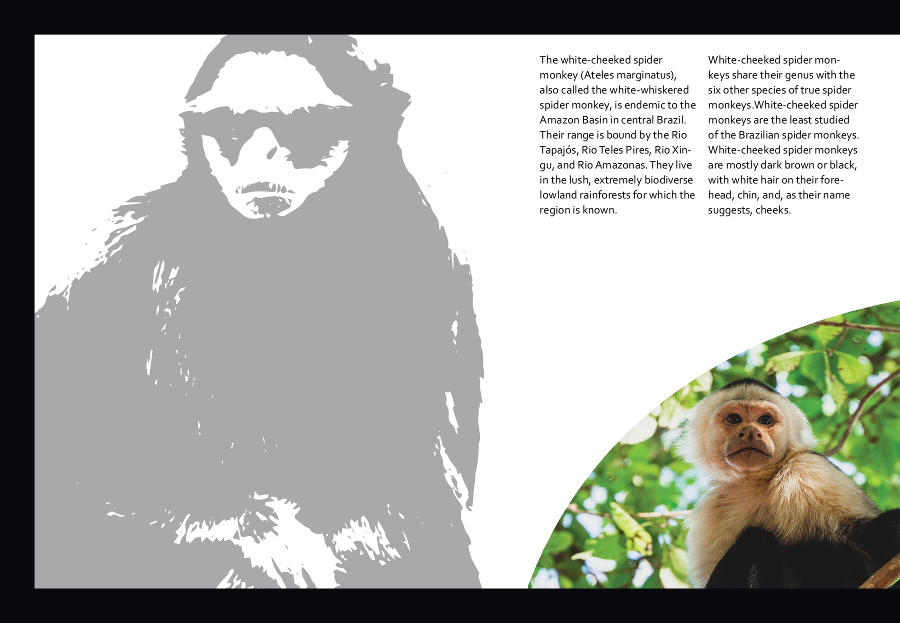 Coffee table book Amazon Wildlife Gauri Deshmukh Page 20 Flip