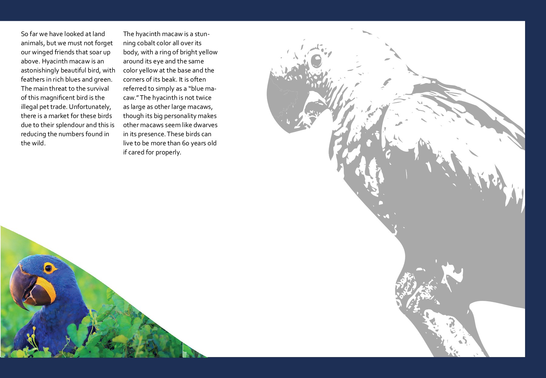 Coffee table book Amazon Wildlife Gauri Deshmukh Page 23 Flip