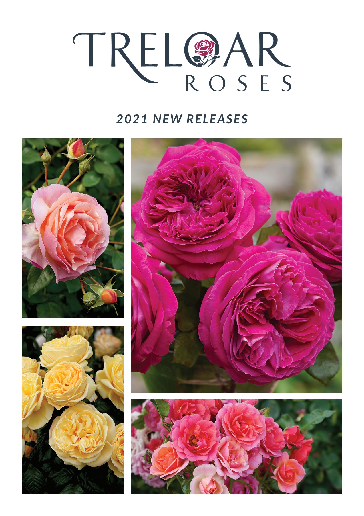 Treloar Roses 2021 New Release Information for Licensed Growers