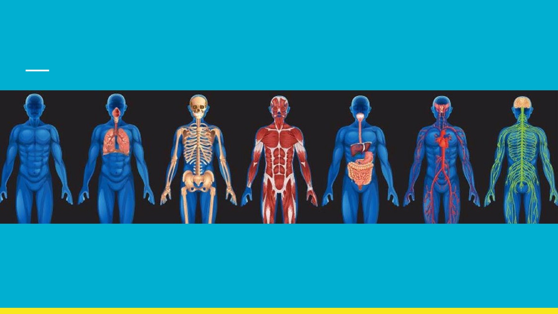 Body Systems Flipbook colleen.clark.095 Page 2 Flip PDF Online