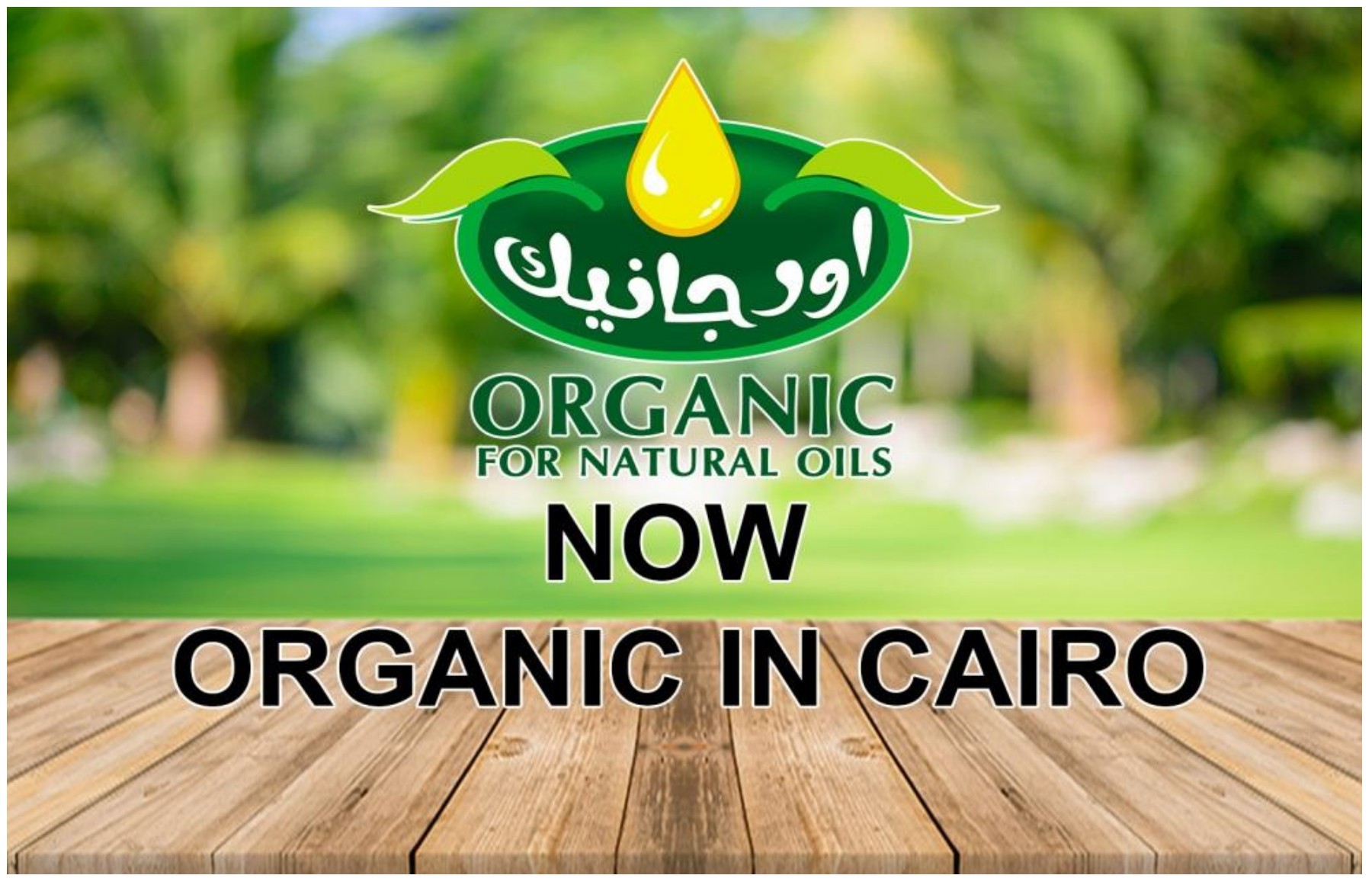 Organic Cairo Digital Catalog fbs200806 Page 1 15 Flip PDF