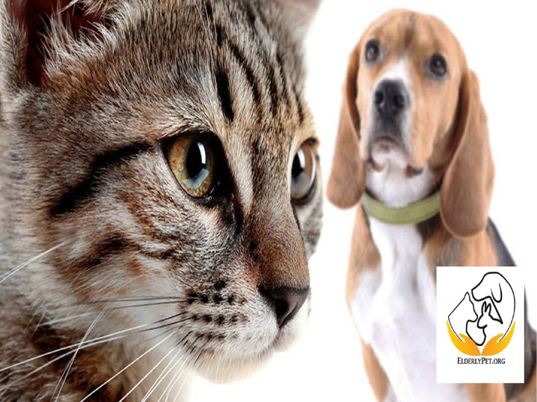 Senior pet care Elderly Pet Page 1 6 Flip PDF Online PubHTML5