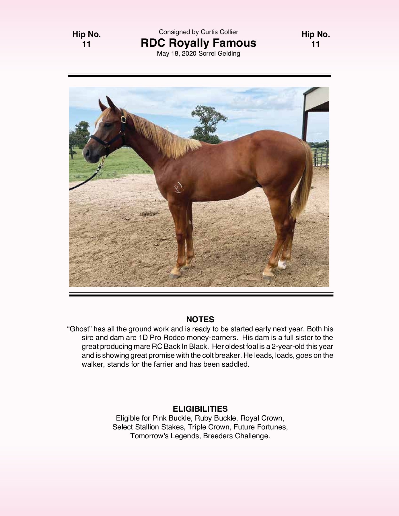 2021 Pink Buckle Horse Sale Catalog trishaj1 Pagina 83 PDF in