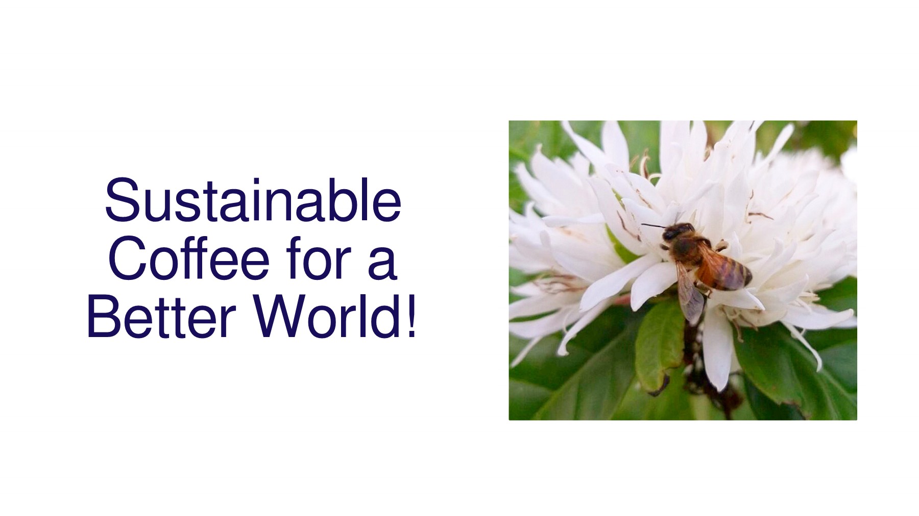 Sustainable Coffee for a Better World! francis Page 1 8 Flip
