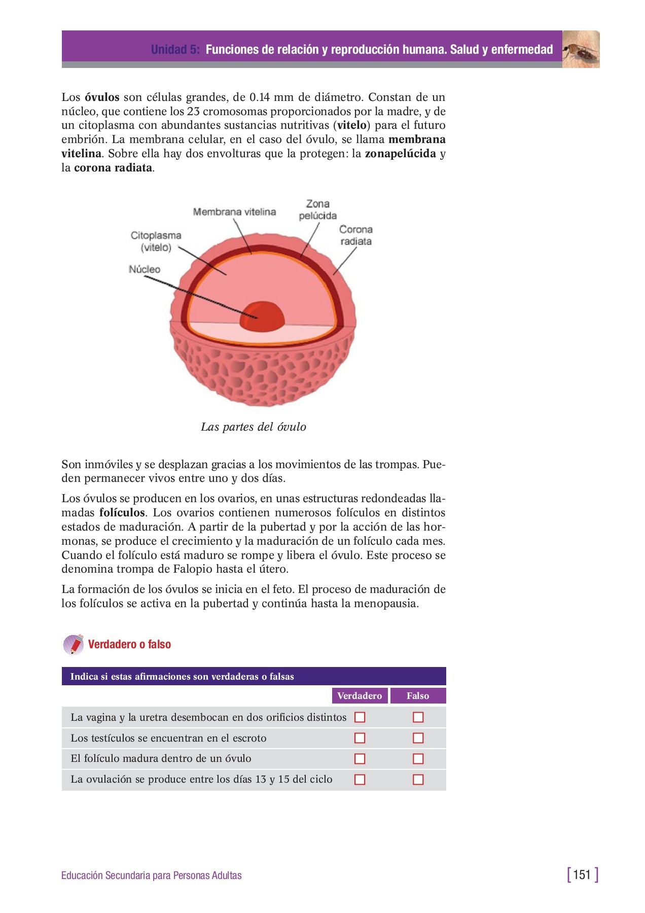 Cuáles son las pruebas de fertilidad en la mujer y en qué consisten?, image size:1272x1800
