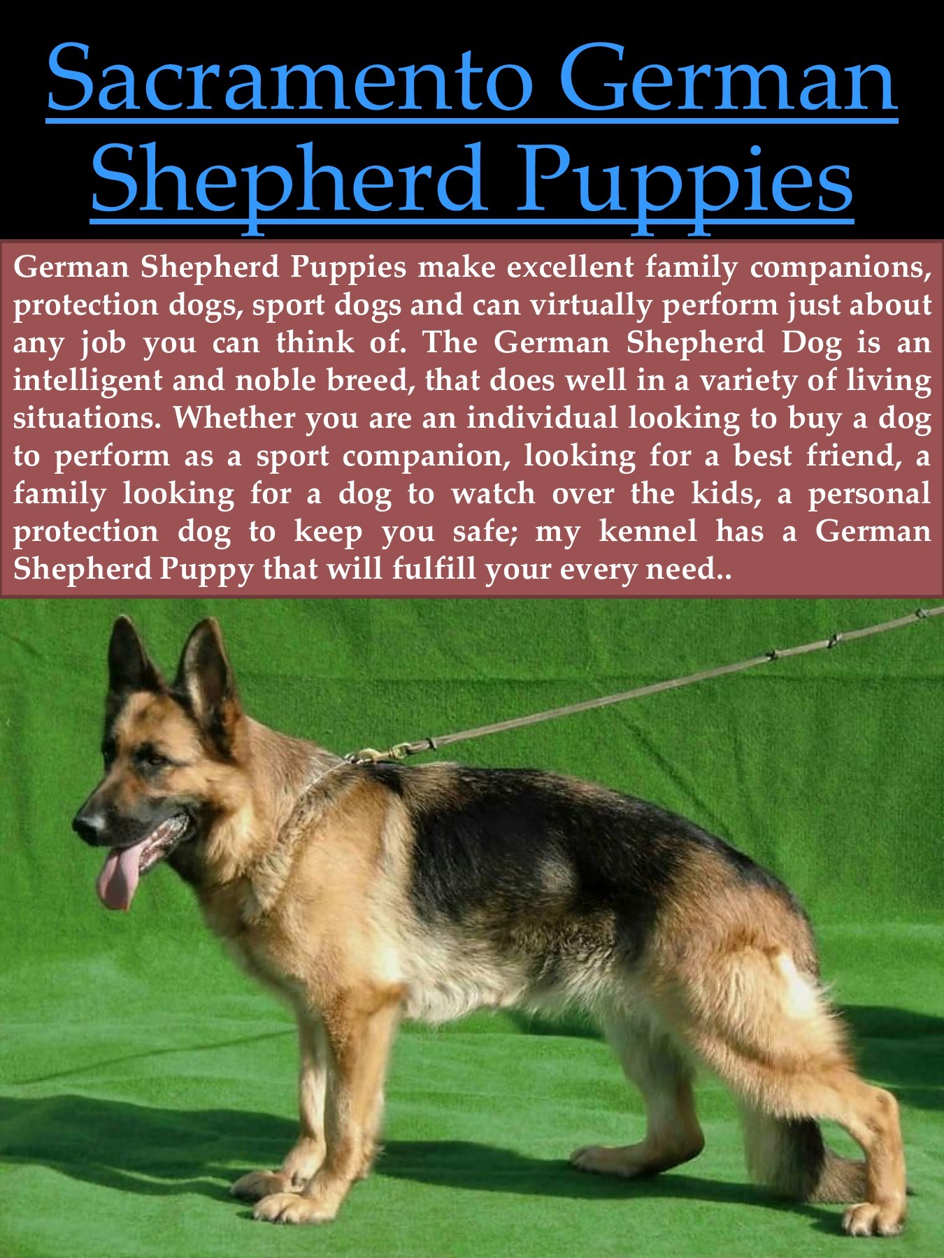 Sacramento German Shepherd Puppies German Shepherd Puppy German Shepherd Dog Trainingevery German Shepherd Pubhtml5