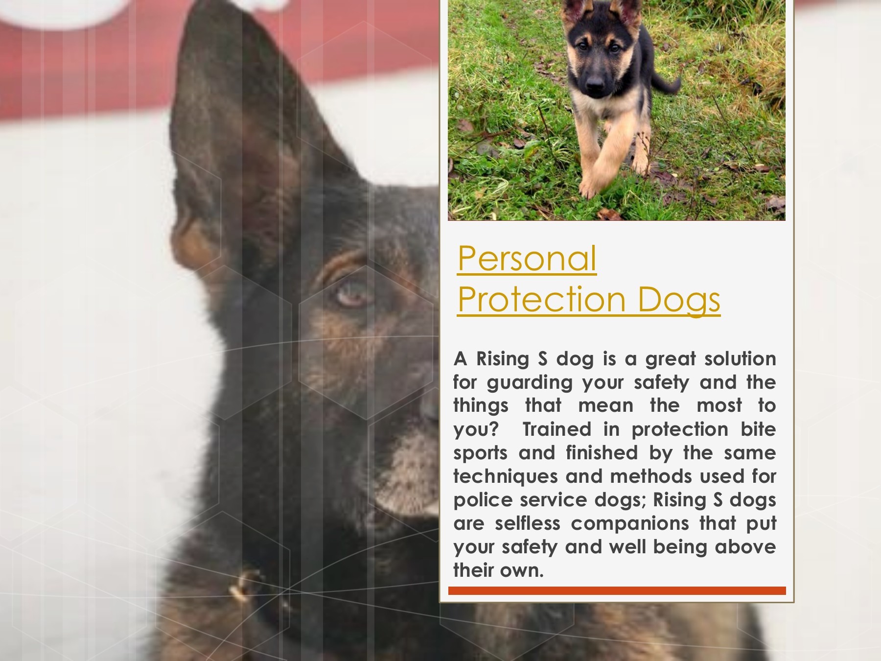 Personal Protection Dogs Personal Protection Dogs Page 1 5 Flip
