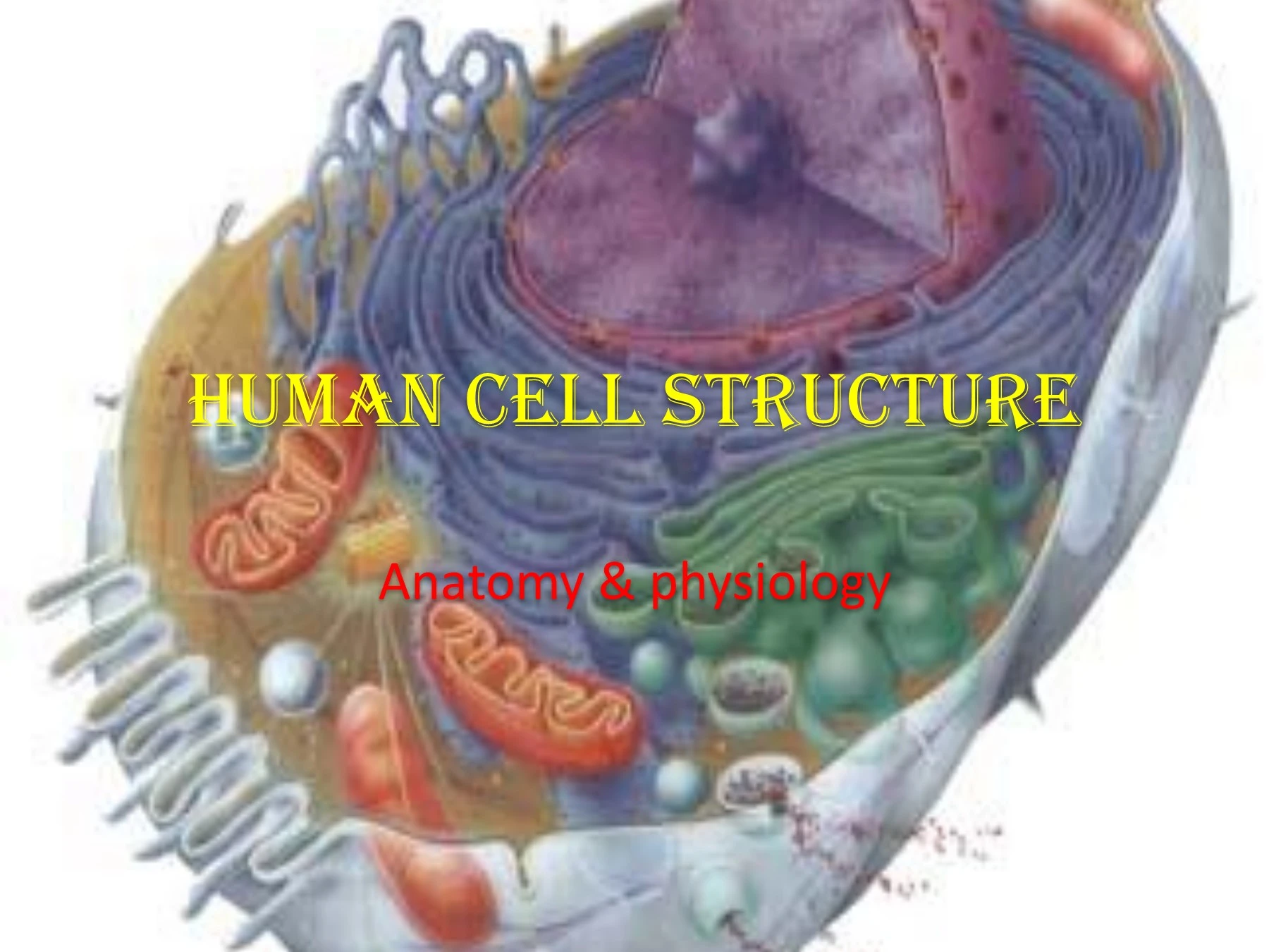 HUMAN CELL STRUCTURE - Roy Augustine - Page 1 - 20 | Flip PDF Online ...