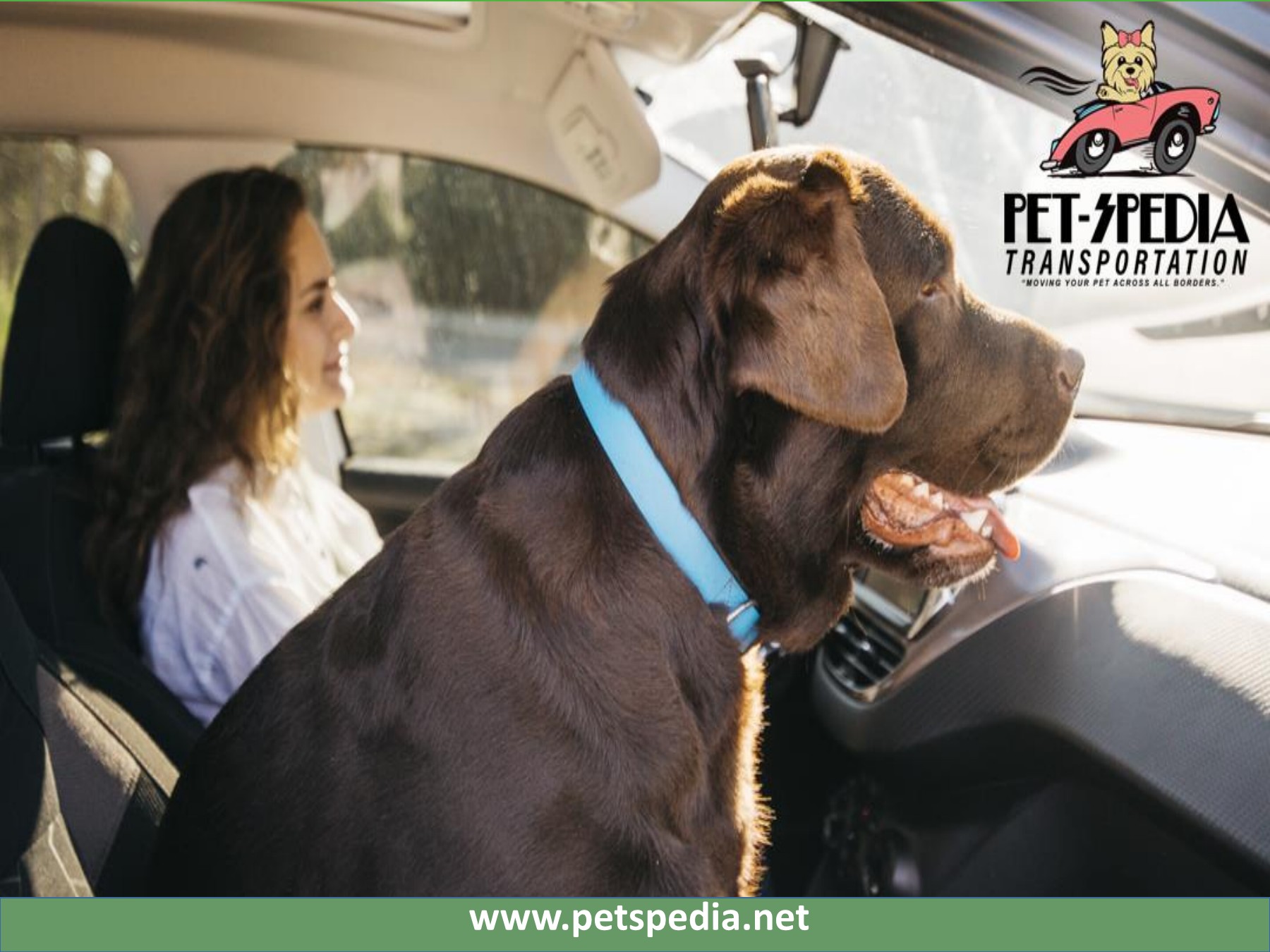 Pet Transportation Services Page 1 6 Flip PDF