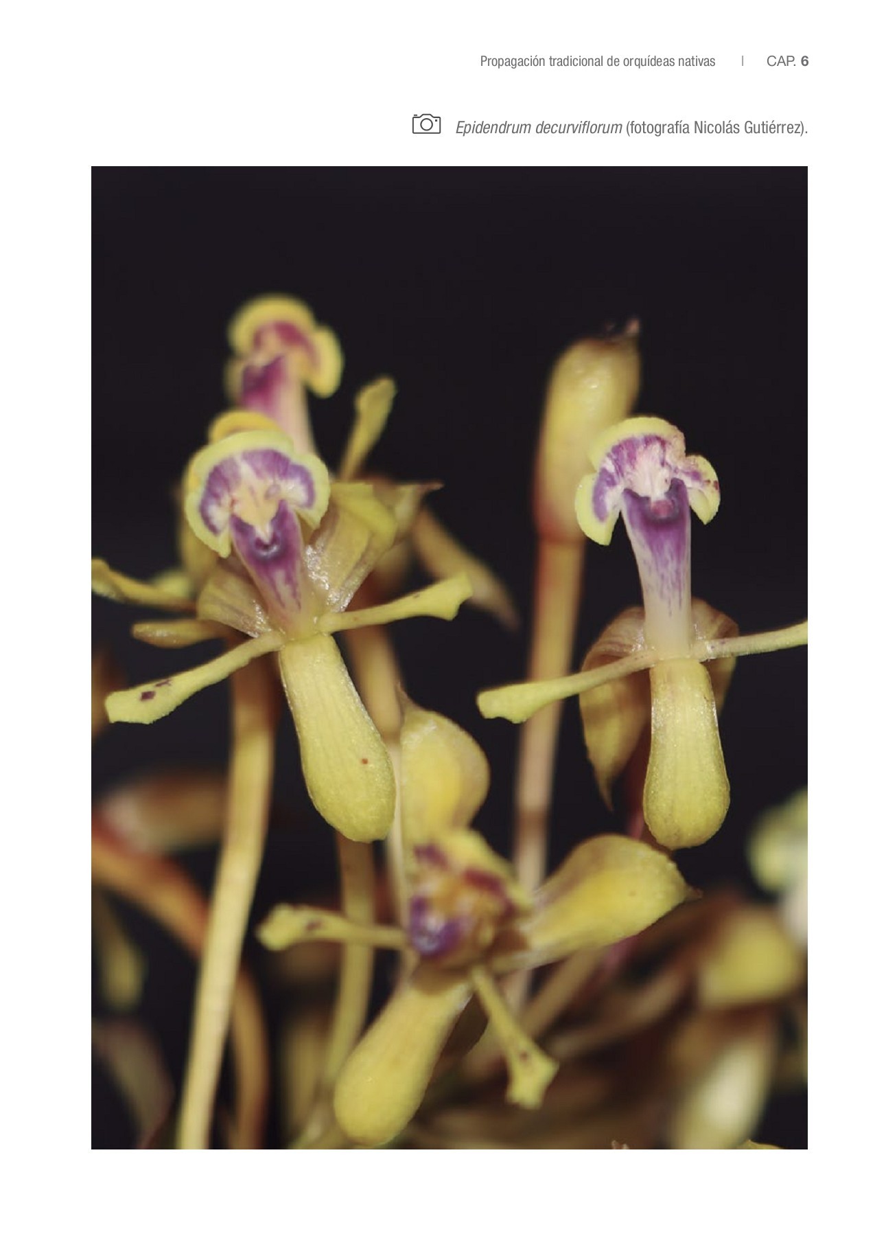 Tierra Para Orquideas Orquídea Phalaenopsis Multiflora Blanca - Planta De  Interior En Maceta 12cm (35-45cm Altura) Orquideas Naturales Para Regalo, image size:1291x1800