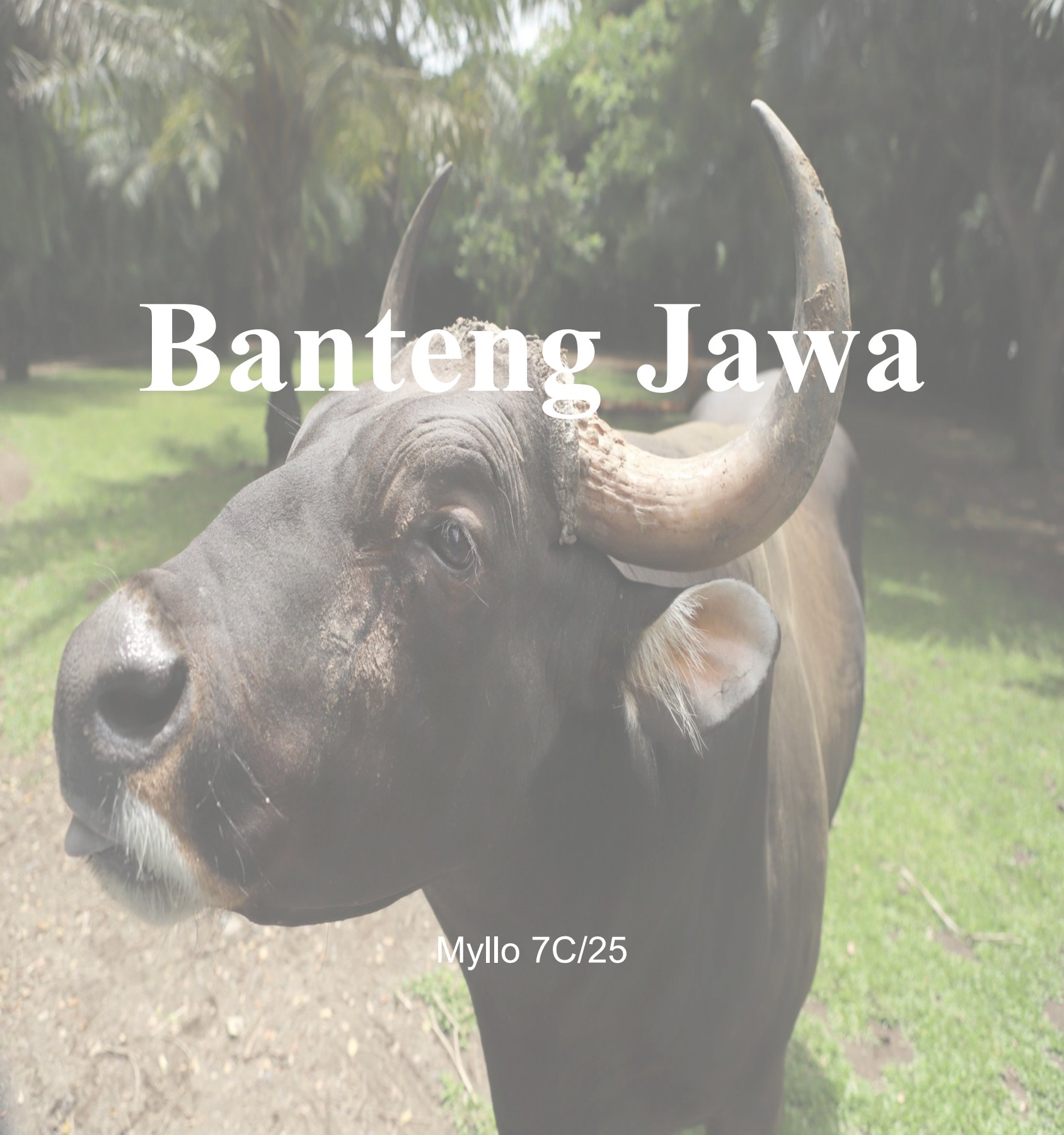 Banteng Jawa Myllo Sebastian Keano Nararya Wibowo Halaman 1 9 Banteng Jawa Myllo Sebastian Keano Nararya Wibowo Halaman 1 9