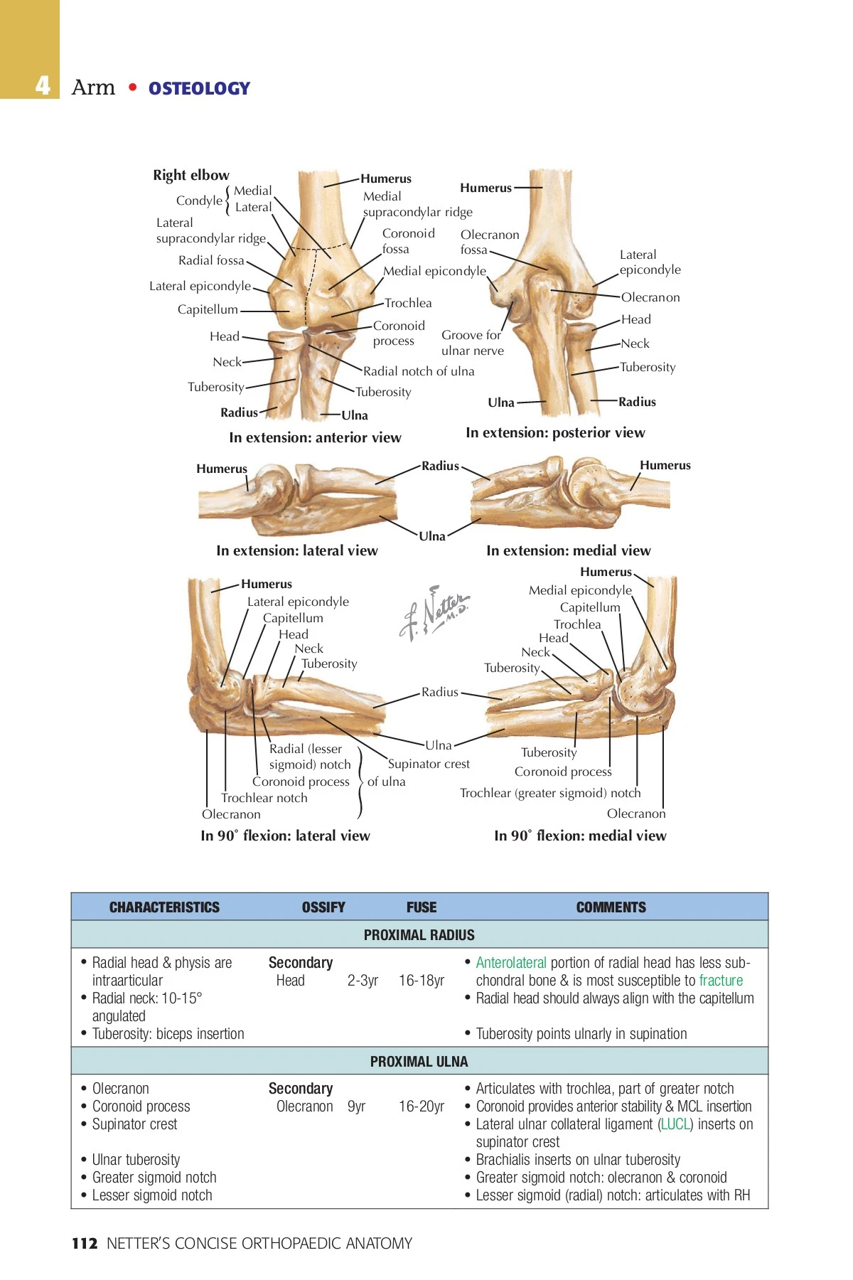 Rotula Netter Netter Concise Orthopaedic Anatomy 2nd Edition - LATE SURESHANNA ...