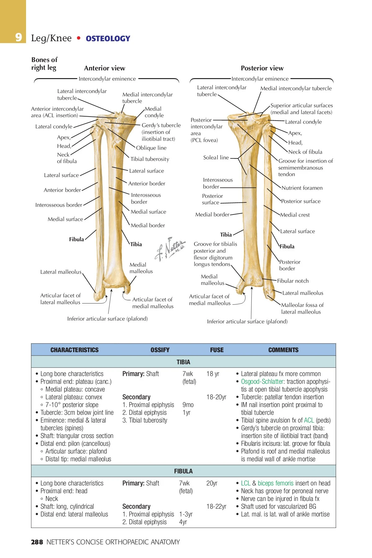 Netter Lower Extremity Netter Concise Orthopaedic Anatomy 2nd Edition - LATE SURESHANNA ...